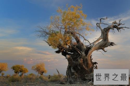 世界上最悲壮的树,胡杨树你听说过吗