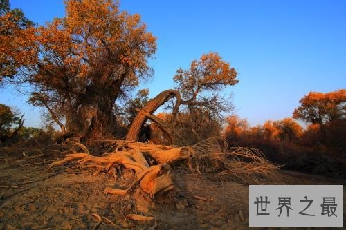 世界上最悲壮的树,胡杨树你听说过吗