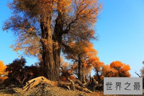 世界上最悲壮的树,胡杨树你听说过吗