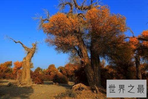 世界上最悲壮的树,胡杨树你听说过吗