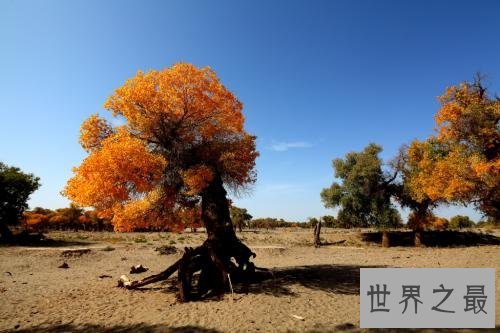 世界上最悲壮的树,胡杨树你听说过吗