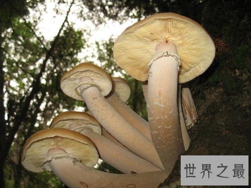 世界上最大的蘑菇,体积相当于1665个足球场!