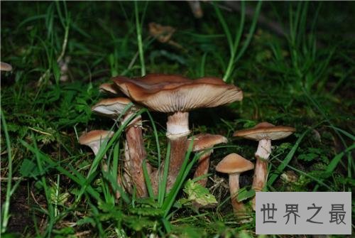 世界上最大的蘑菇,体积相当于1665个足球场!