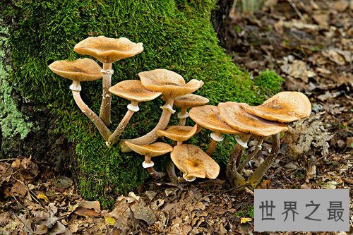 世界上最大的蘑菇,体积相当于1665个足球场!