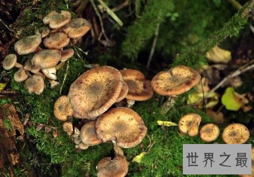 世界上最大的蘑菇,体积相当于1665个足球场!