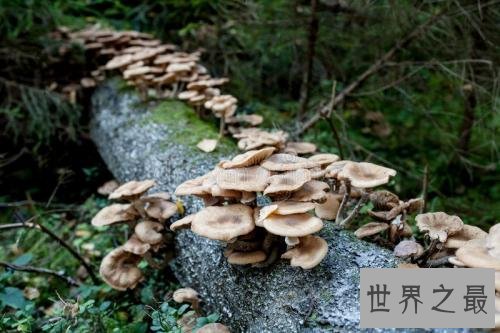 世界上最大的蘑菇,体积相当于1665个足球场!