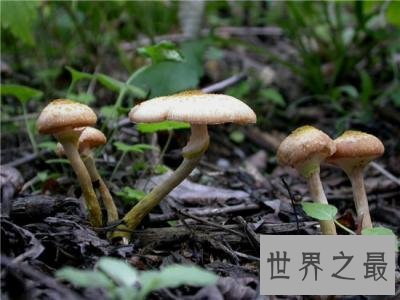 世界上最大的蘑菇,体积相当于1665个足球场!