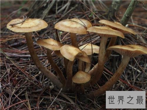世界上最大的蘑菇,体积相当于1665个足球场!