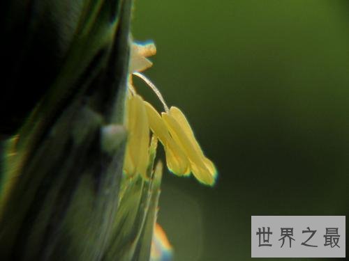 世界上寿命最短的花,比昙花一现还短!