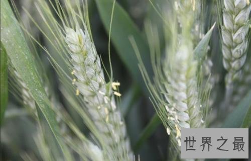 世界上寿命最短的花,比昙花一现还短!
