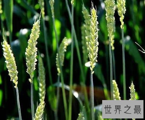 世界上寿命最短的花,比昙花一现还短!