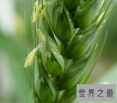 世界上寿命最短的花,比昙花一现还短!
