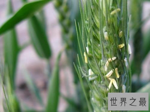 世界上寿命最短的花,比昙花一现还短!