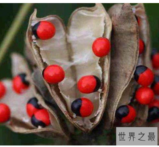 世界上最毒的六种植物排行榜,最强的毒性可以导致死亡。