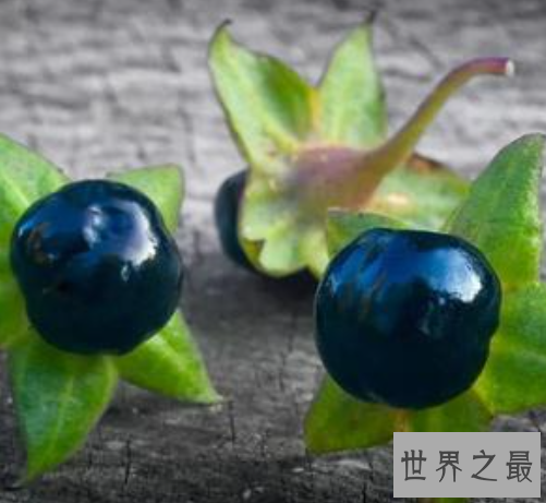 世界上最毒的六种植物排行榜,最强的毒性可以导致死亡。