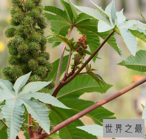 世界上最毒的六种植物排行榜,最强的毒性可以导致死亡。