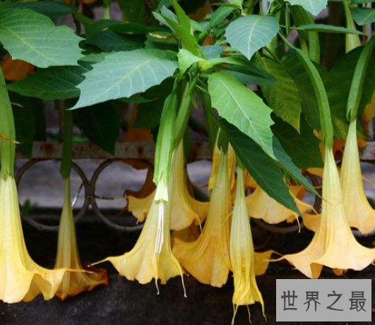 世界上最毒的六种植物排行榜,最强的毒性可以导致死亡。