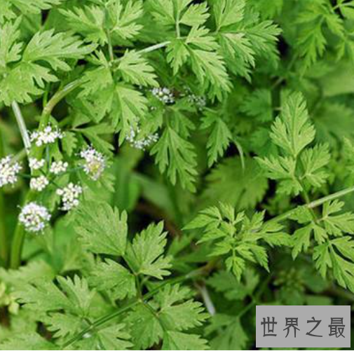 世界上最毒的六种植物排行榜,最强的毒性可以导致死亡。