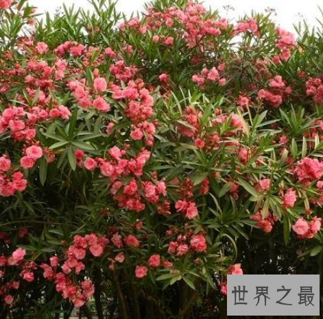 世界上最毒的六种植物排行榜,最强的毒性可以导致死亡。