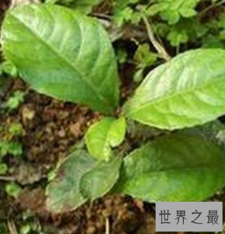 世界上最矮的树,矮柳身高只有5厘米比杂草还小。