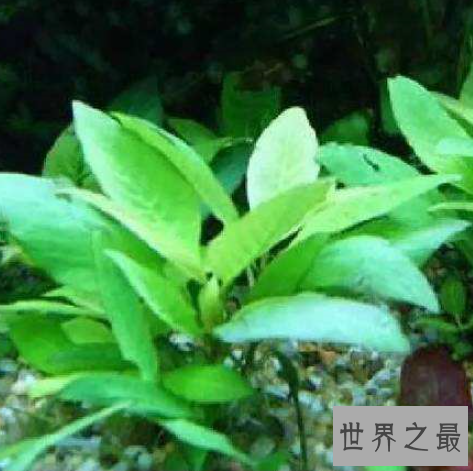 世界上最矮的树,矮柳身高只有5厘米比杂草还小。