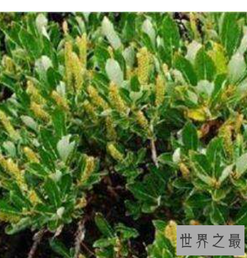 世界上最矮的树,矮柳身高只有5厘米比杂草还小。