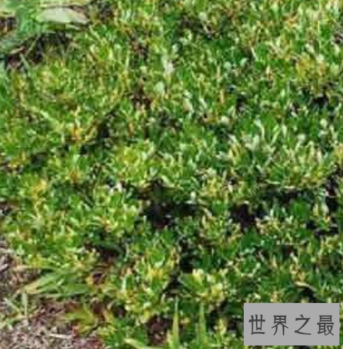 世界上最矮的树,矮柳身高只有5厘米比杂草还小。