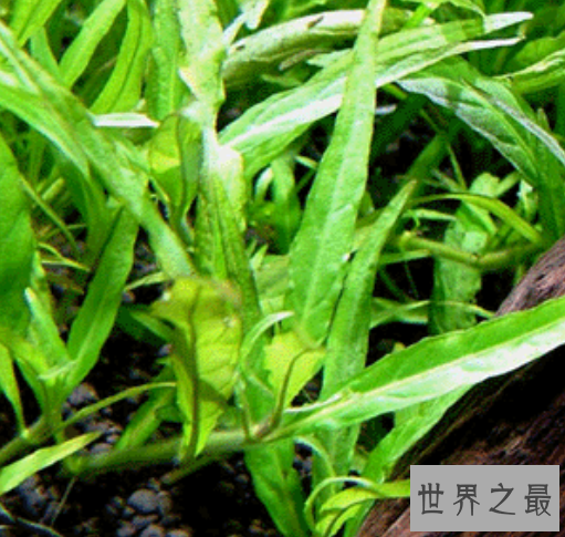 世界上最矮的树,矮柳身高只有5厘米比杂草还小。