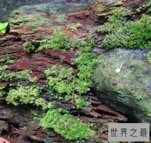 世界上最矮的树,矮柳身高只有5厘米比杂草还小。