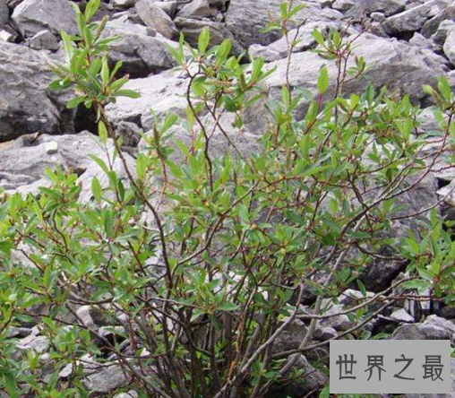 世界上最矮的树,矮柳身高只有5厘米比杂草还小。