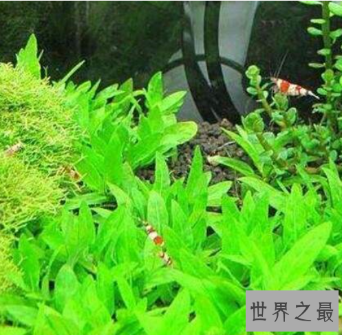 世界上最矮的树,矮柳身高只有5厘米比杂草还小。