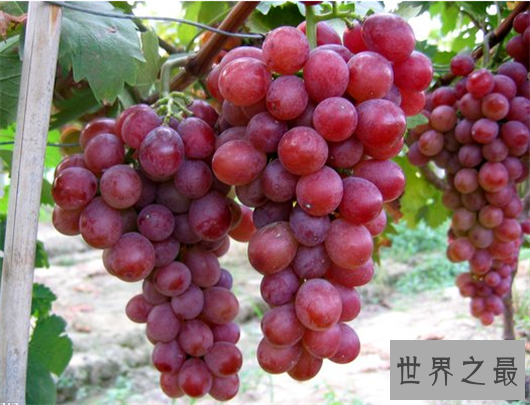 十大葡萄品种,最好吃的葡萄到底是哪种
