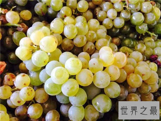 十大葡萄品种,最好吃的葡萄到底是哪种