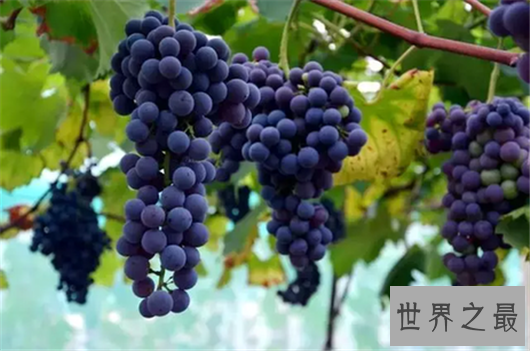 十大葡萄品种,最好吃的葡萄到底是哪种