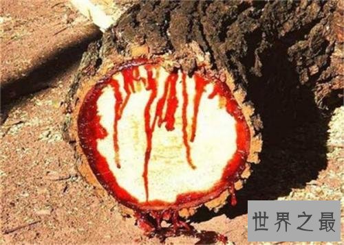 世界上十大神奇的树,第一这颗树居然是含金的!