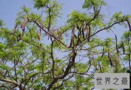 世界上十大神奇的树,第一这颗树居然是含金的!