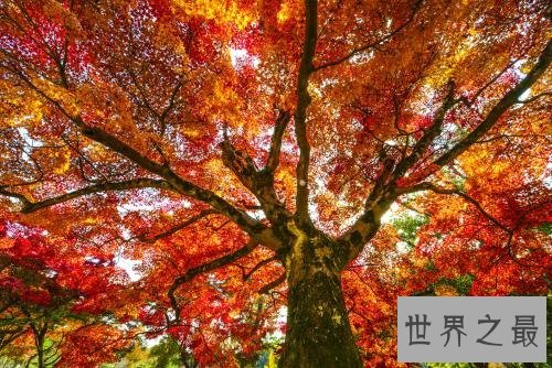 世界上十大神奇的树,第一这颗树居然是含金的!