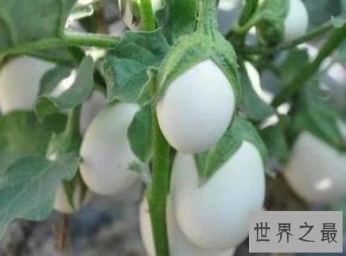 世界上十大神奇的树,第一这颗树居然是含金的!
