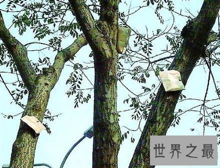 世界上十大神奇的树,第一这颗树居然是含金的!