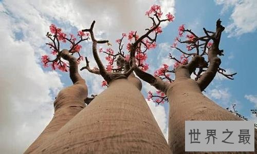 世界上最能储存水的树,成年纺锤树可存水两吨 !