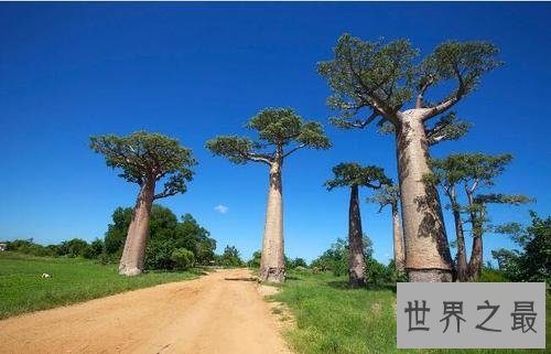 世界上最能储存水的树,成年纺锤树可存水两吨 !