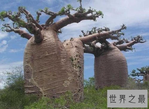世界上最能储存水的树,成年纺锤树可存水两吨 !