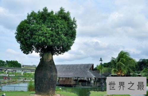 世界上最能储存水的树,成年纺锤树可存水两吨 !
