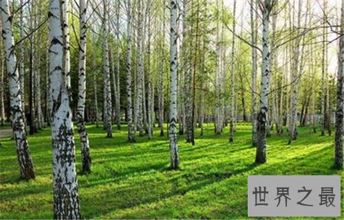 世界上最硬的树,铁桦树可跟子弹大炮正面对抗!