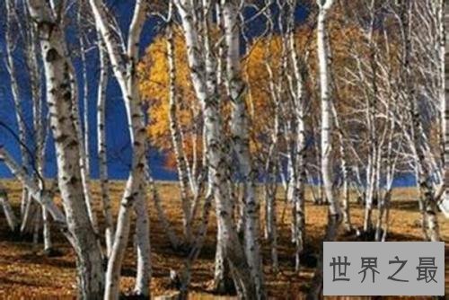 世界上最硬的树,铁桦树可跟子弹大炮正面对抗!