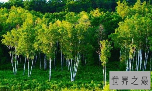 世界上最硬的树,铁桦树可跟子弹大炮正面对抗!