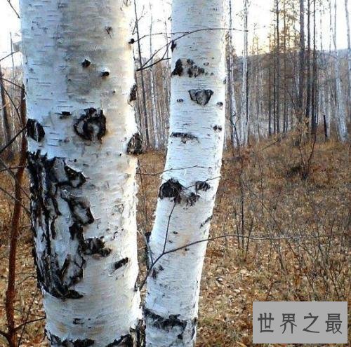 世界上最硬的树,铁桦树可跟子弹大炮正面对抗!
