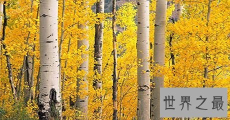 世界上最硬的树,铁桦树可跟子弹大炮正面对抗!