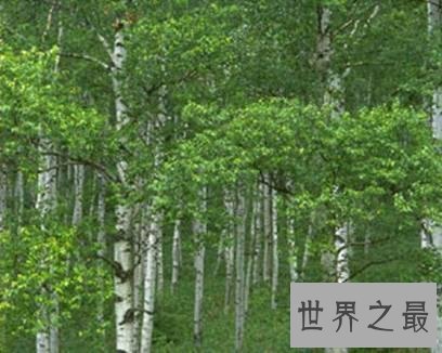 世界上最硬的树,铁桦树可跟子弹大炮正面对抗!