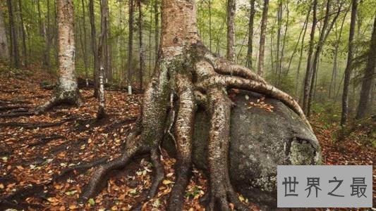 世界上最硬的树,铁桦树可跟子弹大炮正面对抗!